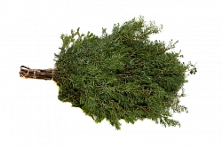 Веник Можжевеловый