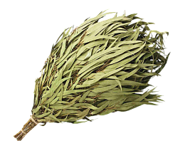 Веник Эвкалиптовый